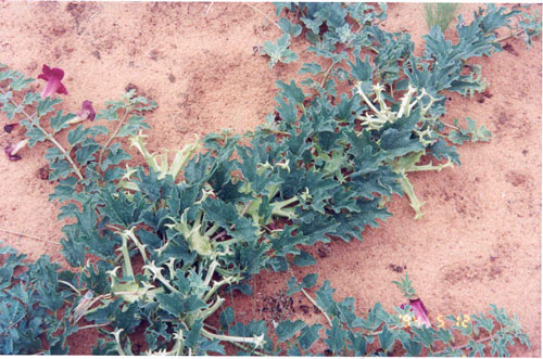 Harpagophytum_500