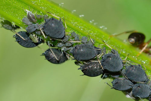 aphids-756838_500