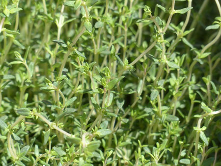 thyme-2-450 thyme-2-450