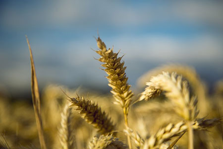 wheat-867668_450